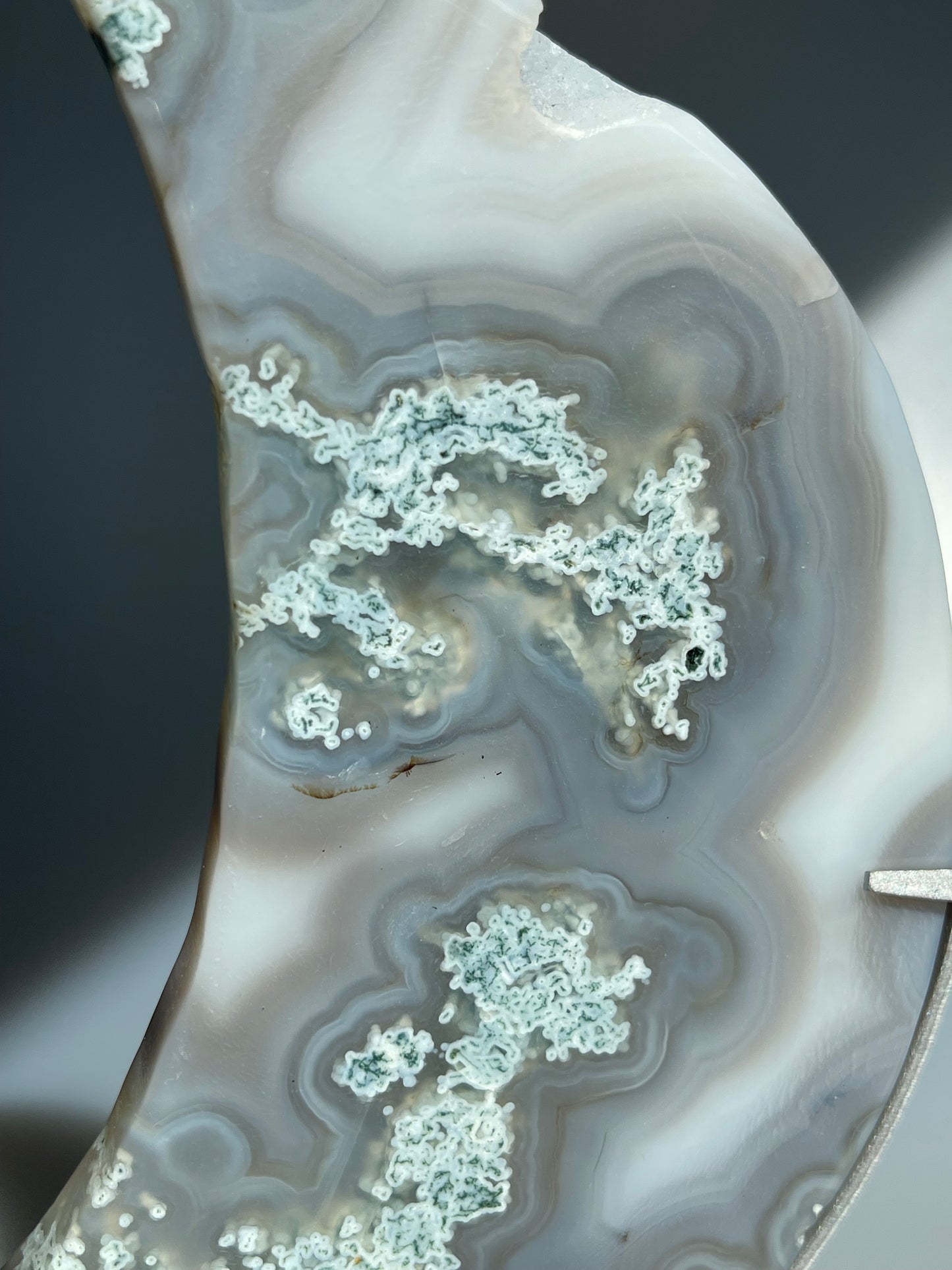 Moosachat Mond mit Halterung