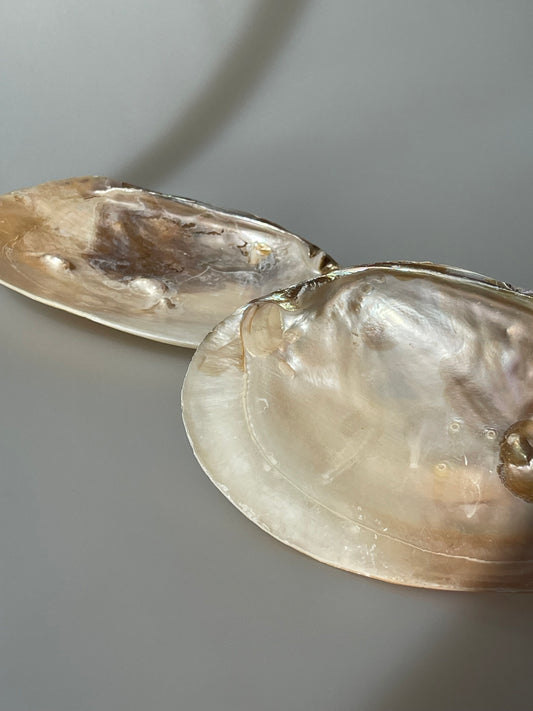 Muschel mit Perle